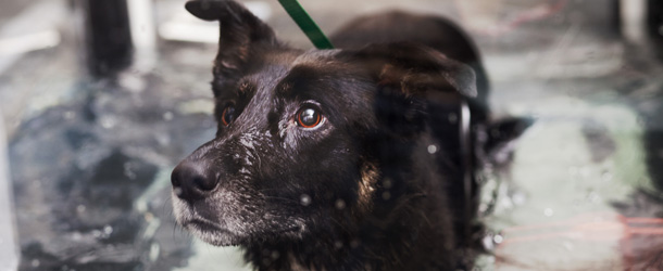 Support CAHF - Companion Animal Health Fund