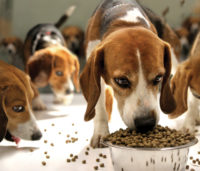 Beagles eating pet food