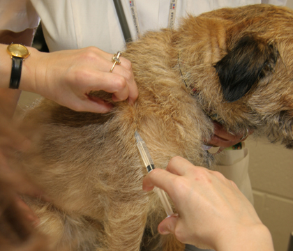 Canine vaccination