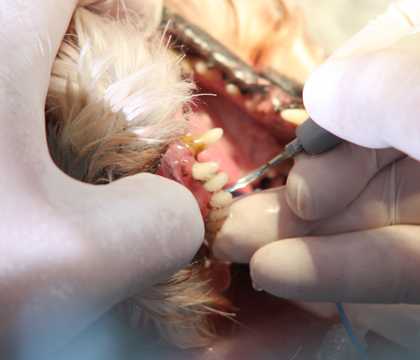 canine dentistry closeup