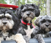 dogs in truck box
