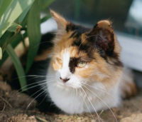 Calico cat: Abby