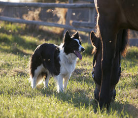 Border collie with horse