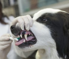 Veterinary dentist Dr. Candace Grier-Lowe brushes the teeth of Panda, a patient at the WCVM Veterinary Medical Centre. Photo: Christina Weese.