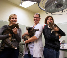 Dr. Lynn Weber (centre) with graduate student Jennifer Briens (left) and research associate Kyla Zatti hold three of the cats that will participate in the WCVM nutrition study. Photo: Kris Foster.