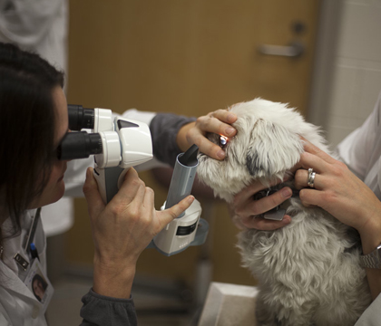 WCVM ophthalmologists will offer free eye exams to certified service animals in May. Photo: Christina Weese. 