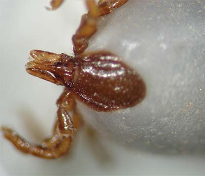 Ixodes sculptus, the "sculptured tick", is commonly found in North America. Photo Credit: Clare Anstead