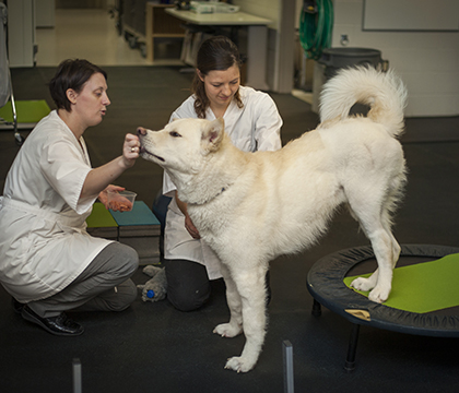 Dr. Kira Penney works on rehabilitation exercises with Angus. Photo by Christina Weese.