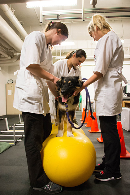Dr. Romany Pinto and her team work with Sharley to rehabilitate her broken spine. Photo by Caitlin Taylor. 