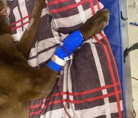 canine patient receives blood transfusion