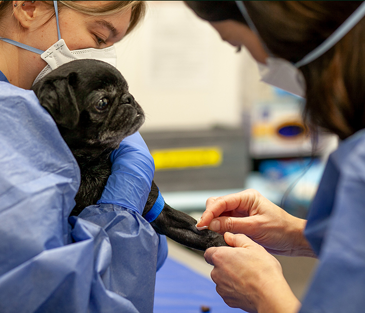canine patient receiving chemotherapy