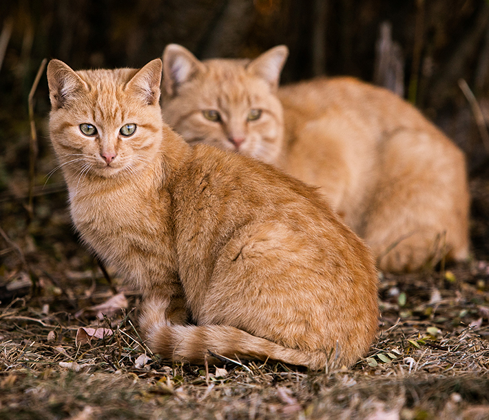two ginger cats