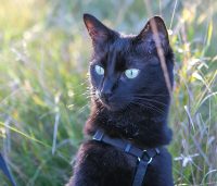 black cat in the grass