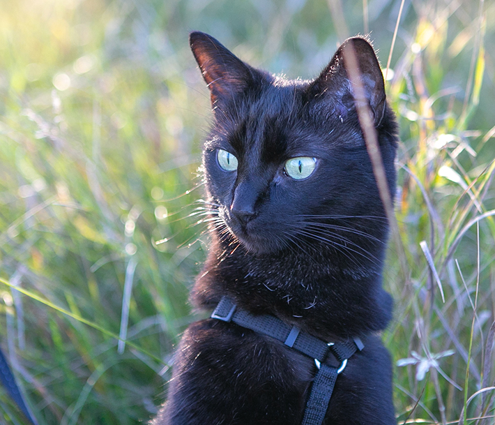 black cat in grass